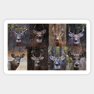 Magnificent Eight - White-tailed Deer Sticker